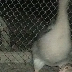 gus