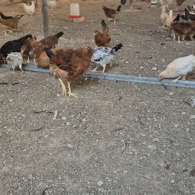 yerli jüýjeler