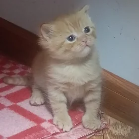 Шотландский скоттиш-форолд