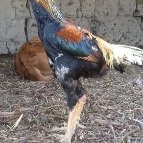 horaz