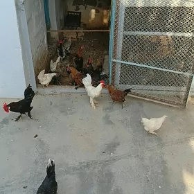 towuk karlik