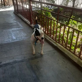 PİTBULL
