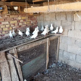 kepderi