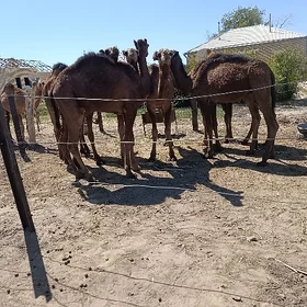 Ogşuklar