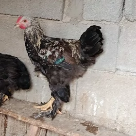 horaz ordek