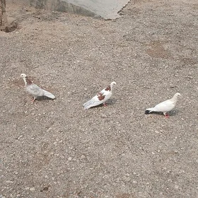 kepderi
