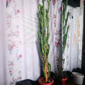 дом, цветок