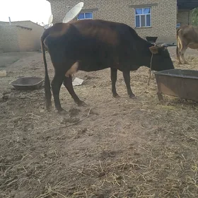 göleli sygyr