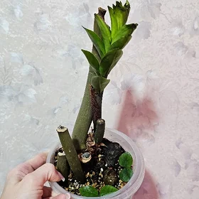 растения ,цветы ,gül