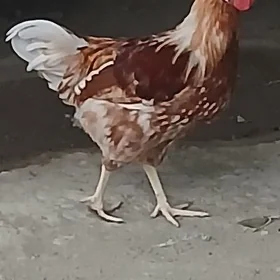 horaz