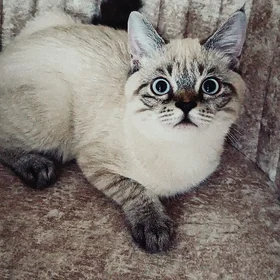 🐈 3,5 мес. британец