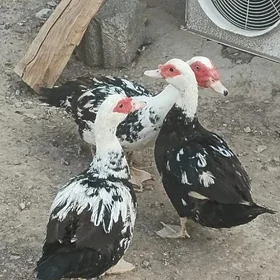 ördek