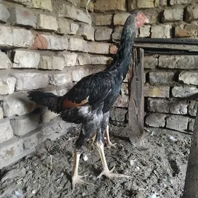 Paroda horaz