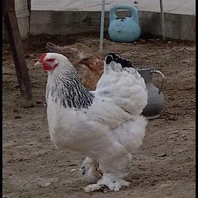 Brama towugyn yumurtgasy