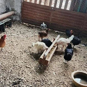 towuklar