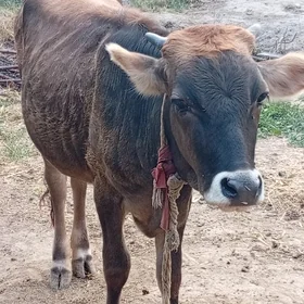 tüwe göle