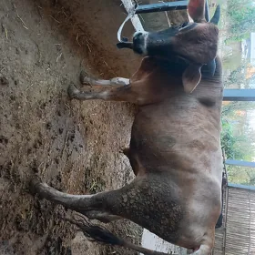 Öküz.