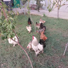 towuklar