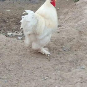brama horaz