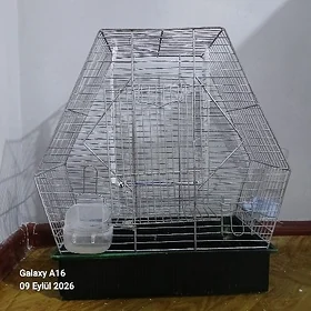 kekecli paroda papugay