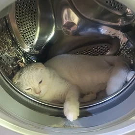 pişik кошка