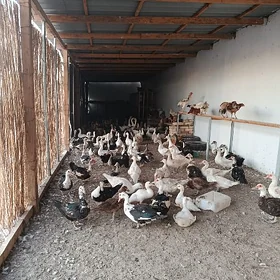 induşka.ordek.gaz.juyje.