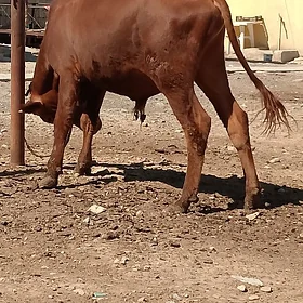 ökizçe