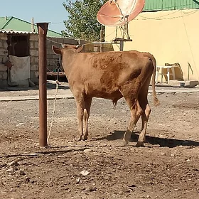 ökizçe