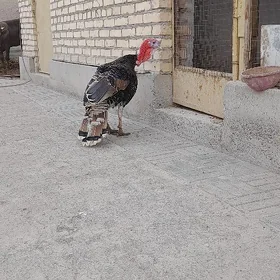 Erkek induk