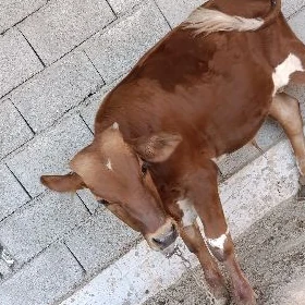öküz