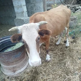 sygyr bogaz