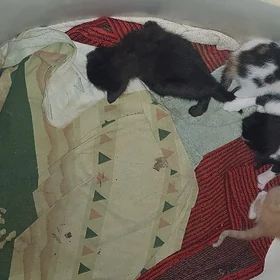 котята
