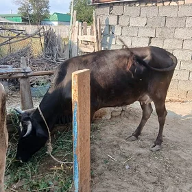 Bogaz Göleli Sygyr Şwes Tohum