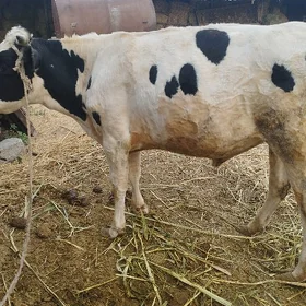 Howur okuz bukada çikarmak ücn