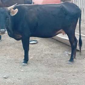 Sygyr
