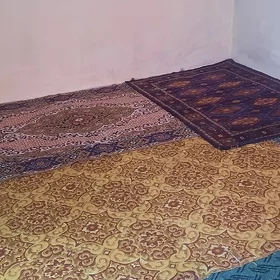 Kwatyra jay