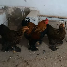 gold bramagold brama