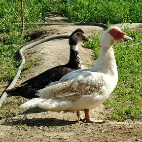 İndagutka Ördek