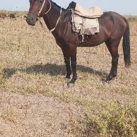 AtAt