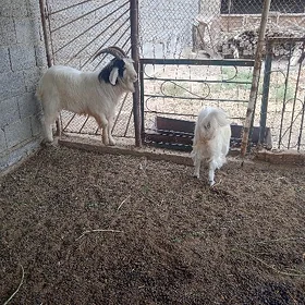 Gole bas aylyk