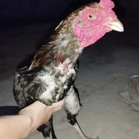 paroda horoz