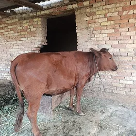 gulajyn