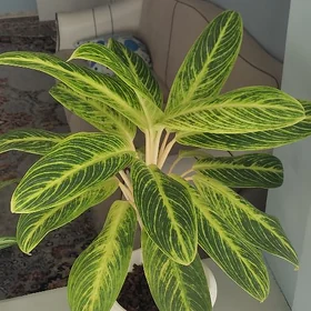 аглаонема,aglaonema