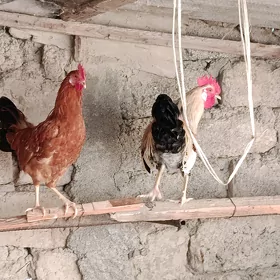 bakylan horoz 🐓🐓🐓