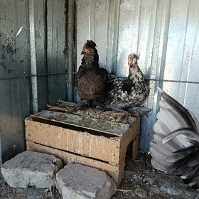 karlik