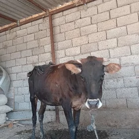 Ýaş tüwe