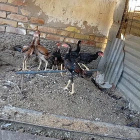 baysow