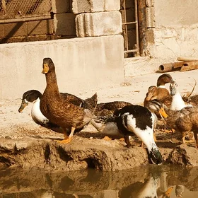 Ördek 🦆 Gak Gak