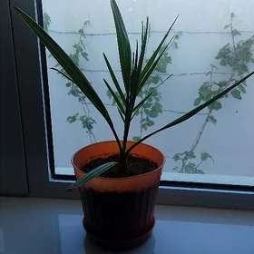 hurma agajynyň şitili