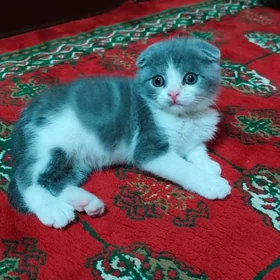 Вислоухий котёнок